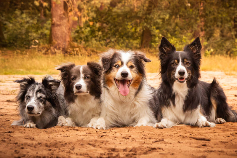 Schoon stondeke fotografie, helmond, buiten locatie in heide, honden fotografie, bordercolli 2