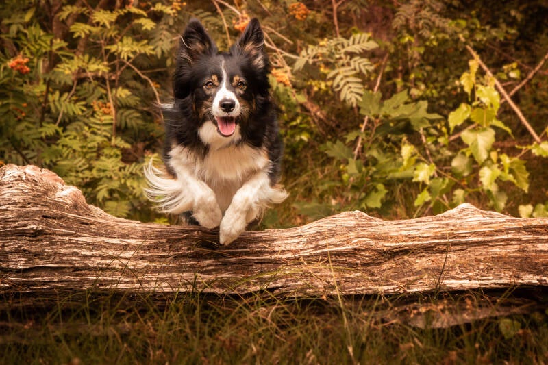 Schoon stondeke fotografie, helmond, buiten locatie in heide, honden fotografie, bordercolli 3