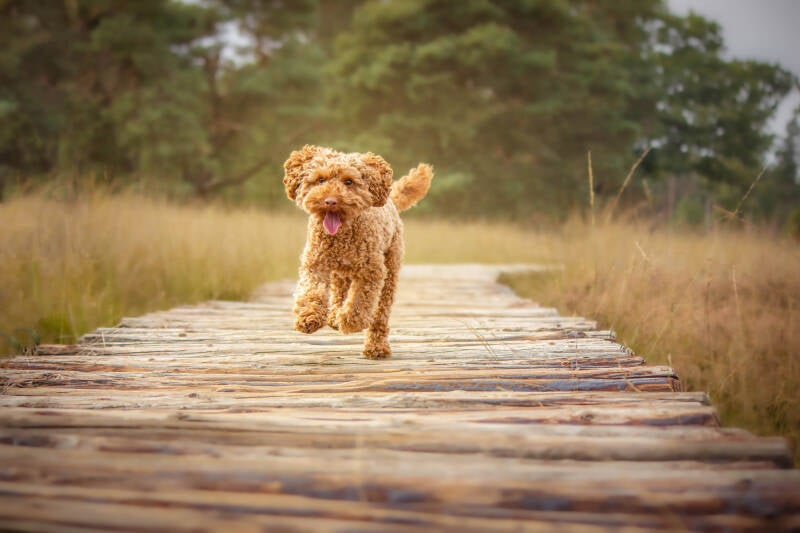 Schoon stondeke fotografie, helmond, buiten locatie in heide, honden fotografie