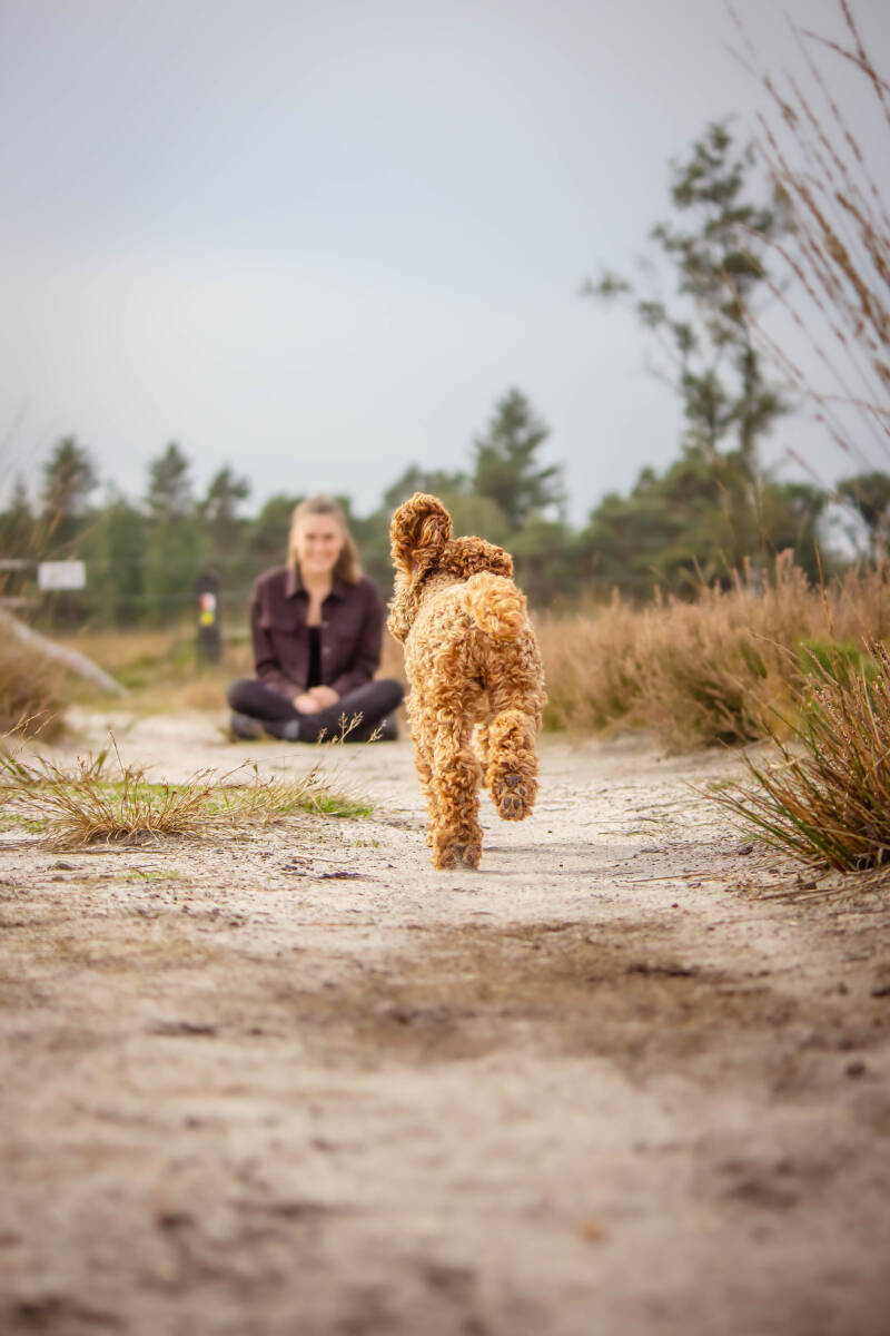 Schoon stondeke fotografie, helmond, buiten locatie in heide, honden fotografie 2