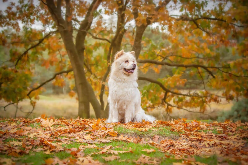 Schoon stondeke fotografie, helmond, buiten locatie in heide, honden fotografie 10