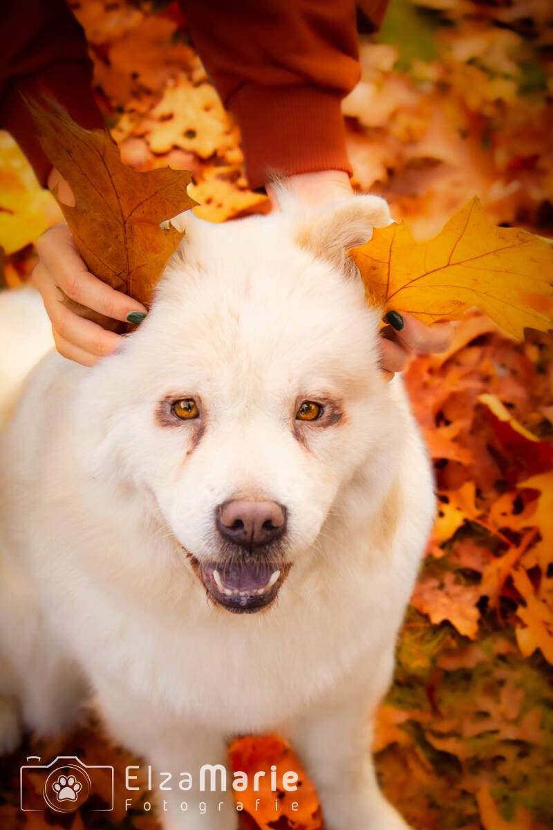 Schoon stondeke fotografie, helmond, buiten locatie in heide, honden fotografie 8