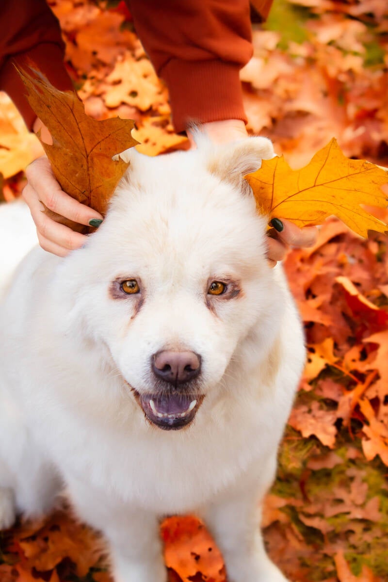Schoon stondeke fotografie, helmond, buiten locatie in heide, honden fotografie 8