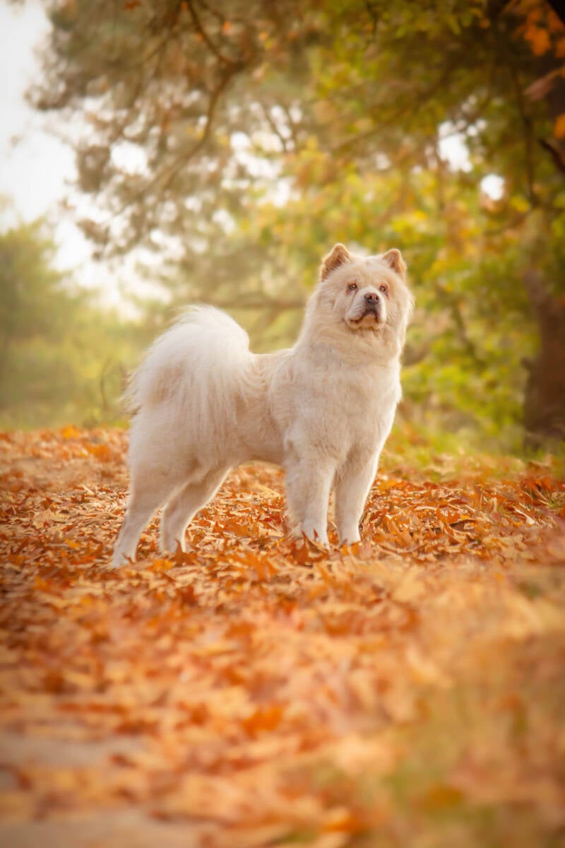 Schoon stondeke fotografie, helmond, buiten locatie in heide, honden fotografie 9