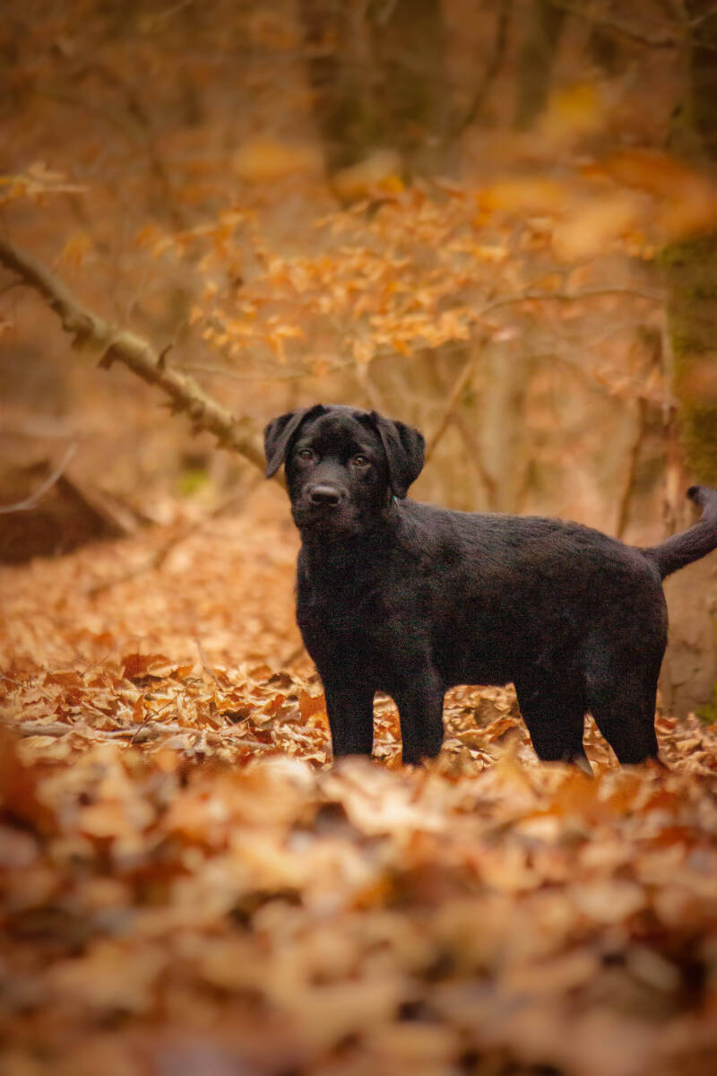 Schoon stondeke fotografie, helmond, buiten locatie in heide, honden fotografie 7