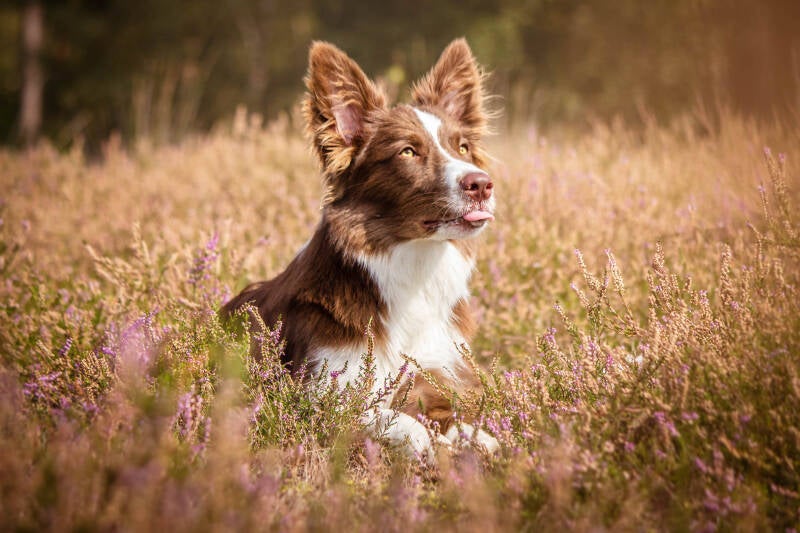 Schoon stondeke fotografie, helmond, buiten locatie in heide, honden fotografie 5