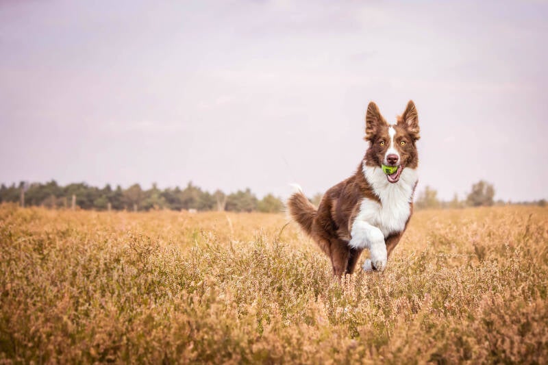Schoon stondeke fotografie, helmond, buiten locatie in heide, honden fotografie 6