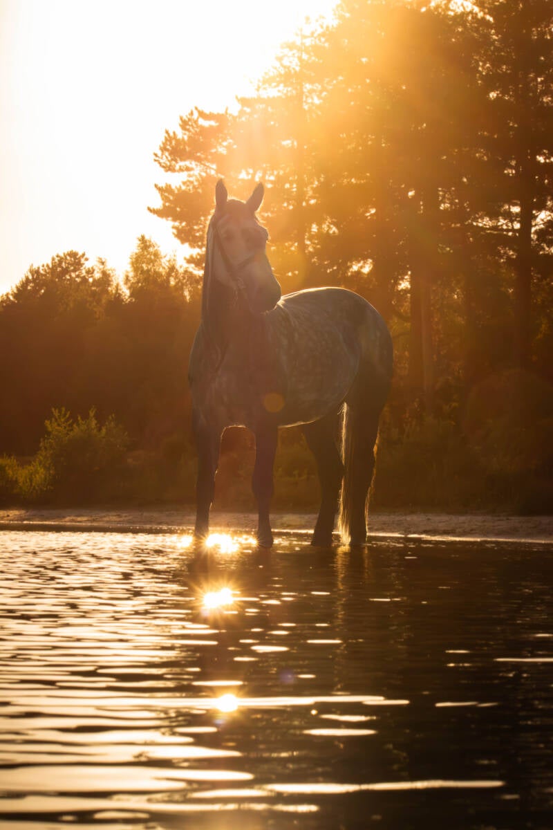 paarden-fotograaf-paard-te-water-met-golden-hour-schoon-stondeke-fotografie-3-standard-toclpr.jpg