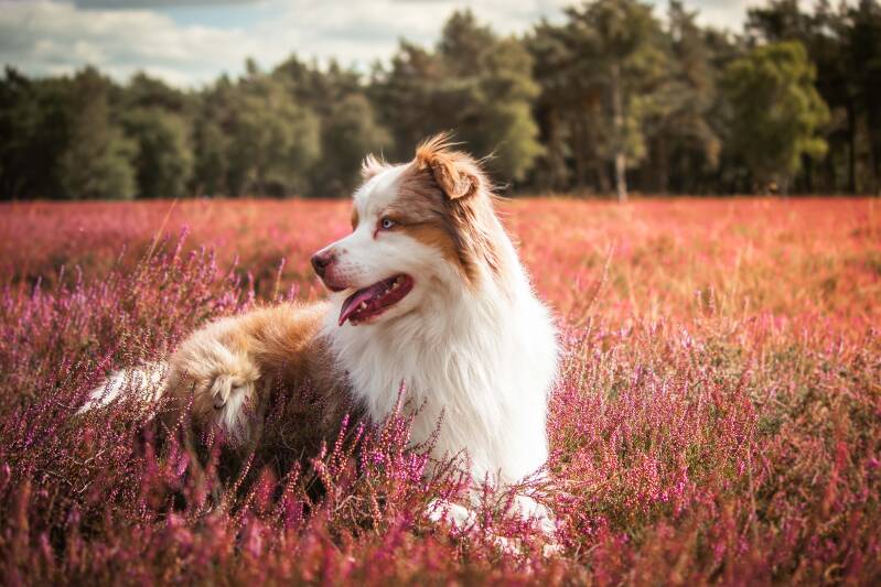 schoon-stondeke-fotografie-fotograaf-helmond-roze-heide-in-bloei-honden-fotografie-nox-1-standard.jpg