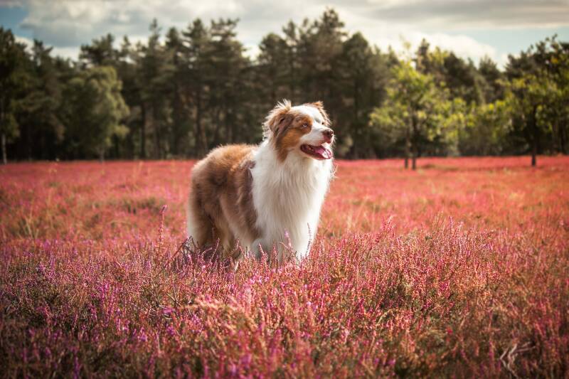 schoon-stondeke-fotografie-fotograaf-helmond-roze-heide-in-bloei-honden-fotografie-nox-2-standard-noenet.jpg