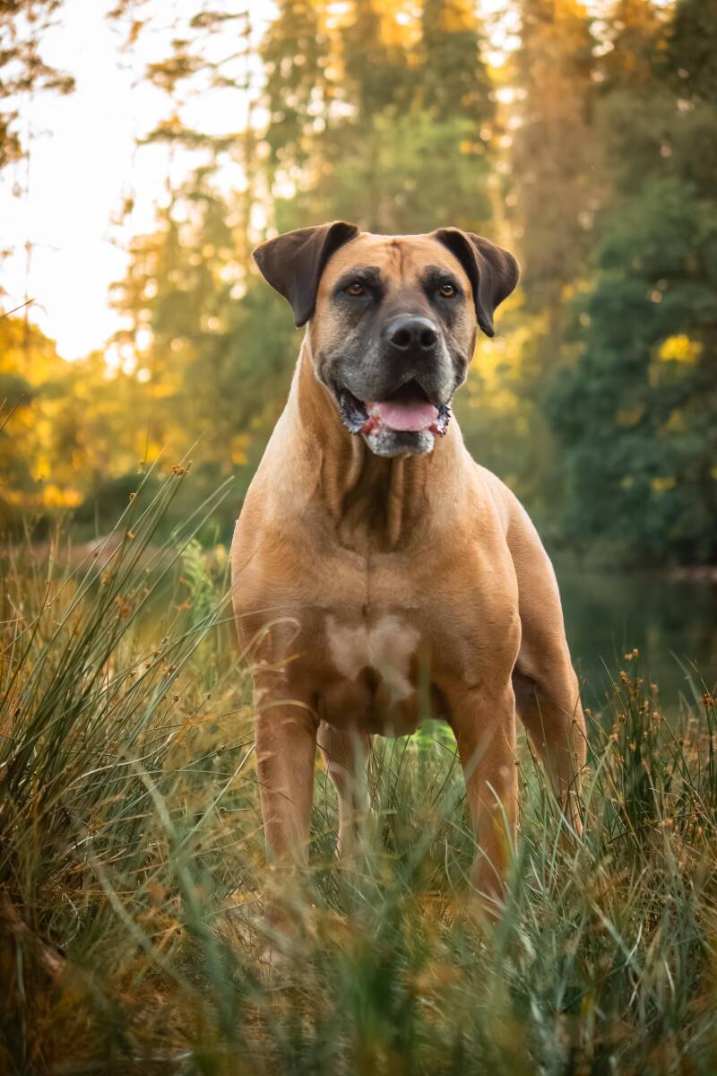 schoon-stondeke-fotografie-honden-fotograaf-helmond-maartje-1-standard.jpg