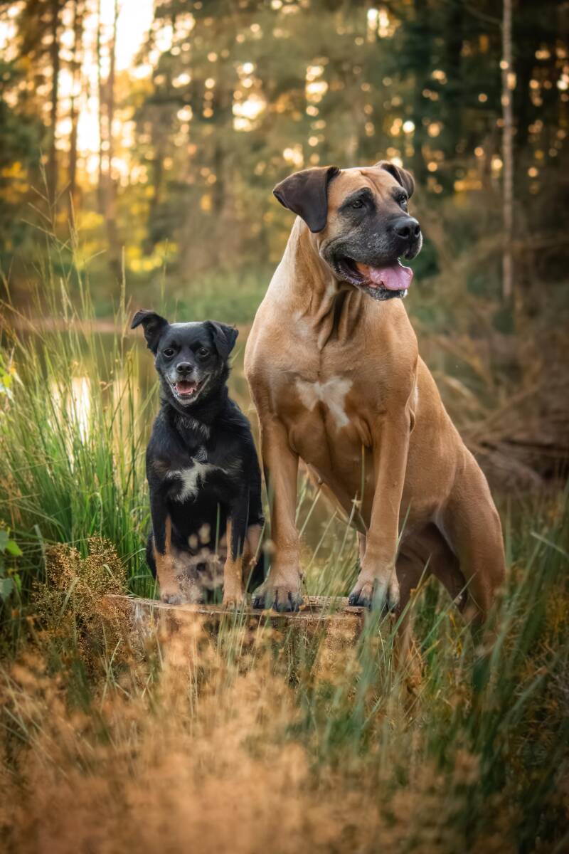 schoon-stondeke-fotografie-honden-fotograaf-helmond-maartje-2-standard.jpg