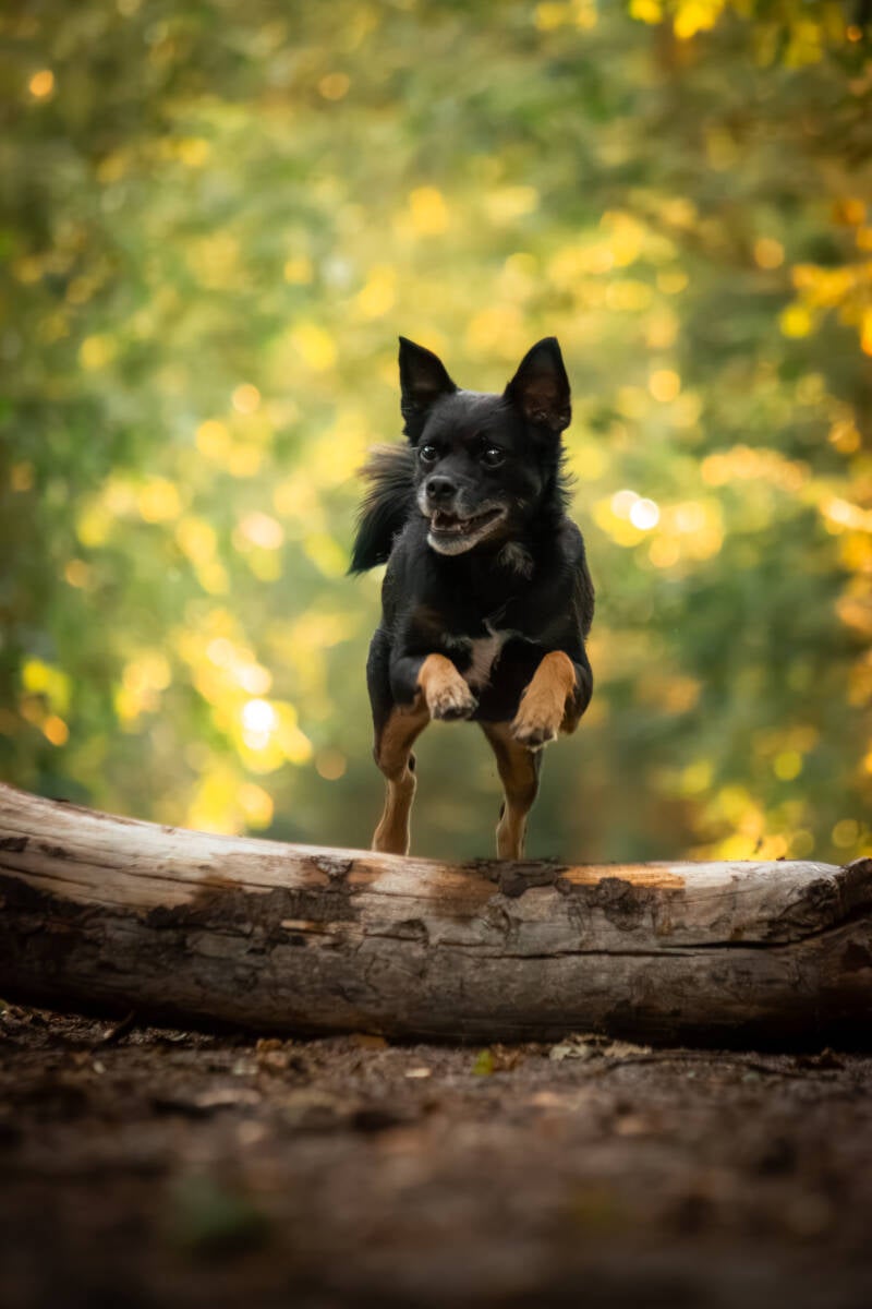 schoon-stondeke-fotografie-honden-fotograaf-helmond-maartje-3-standard.jpg