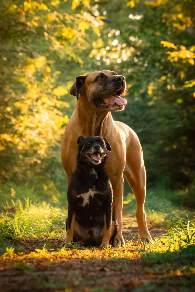 schoon-stondeke-fotografie-honden-fotograaf-helmond-maartje-5-standard.jpg