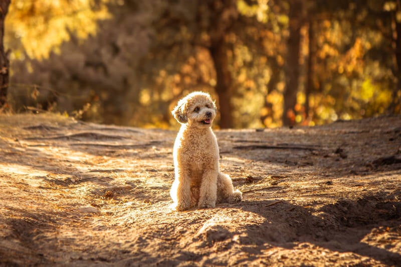 schoon-stondeke-fotografie-op-locatie-brunssum-honden-fotografie-maartje-2-standard.jpg
