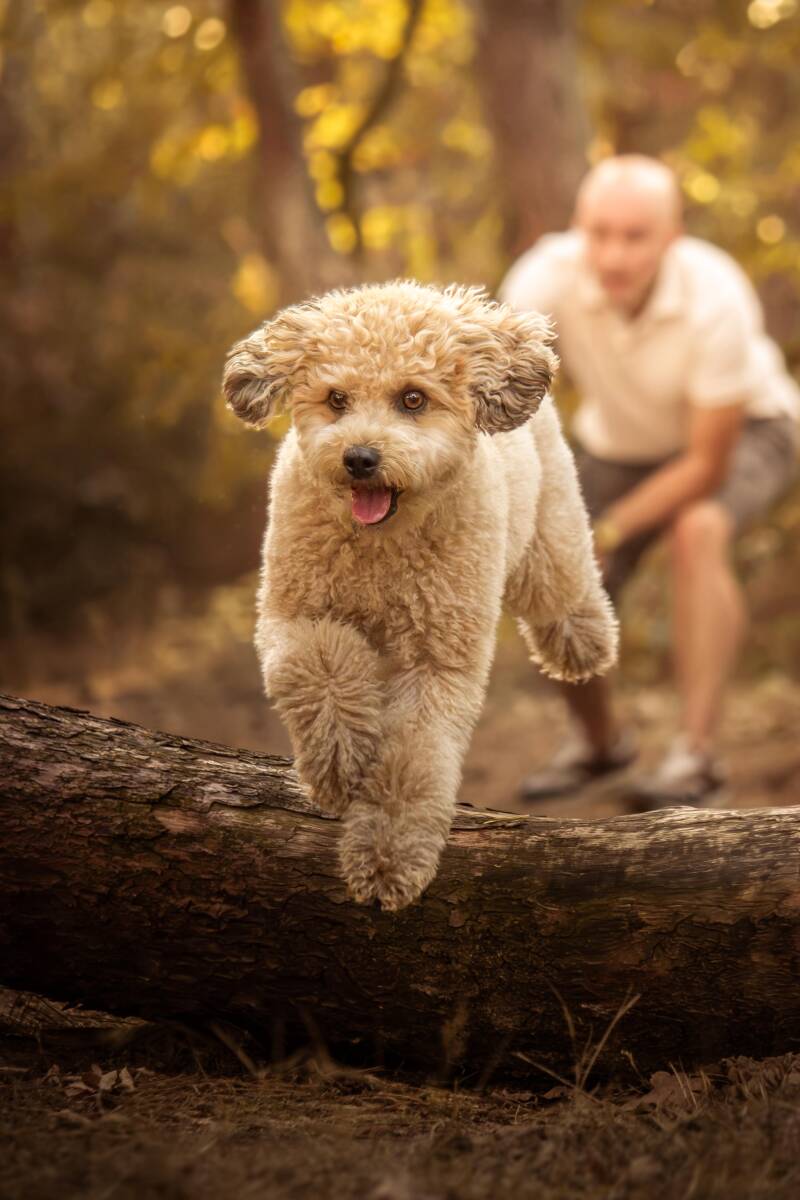 schoon-stondeke-fotografie-op-locatie-brunssum-honden-fotografie-maartje-3-standard.jpg