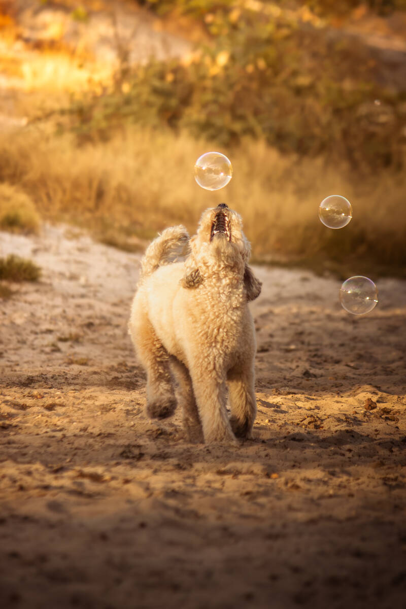 schoon-stondeke-fotografie-op-locatie-brunssum-honden-fotografie-maartje-6-standard.jpg