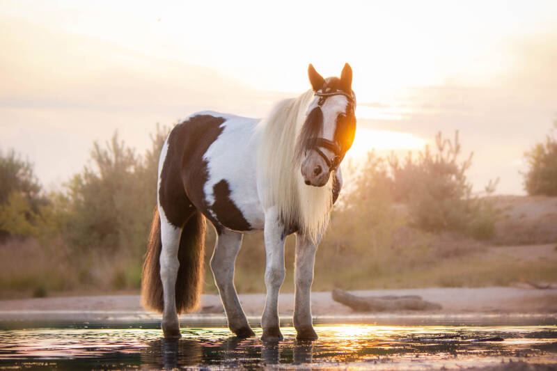 schoon stondeke fotografie, helmond, paarden fotografie, op locatie buiten, paard in water en heide, golden hour 