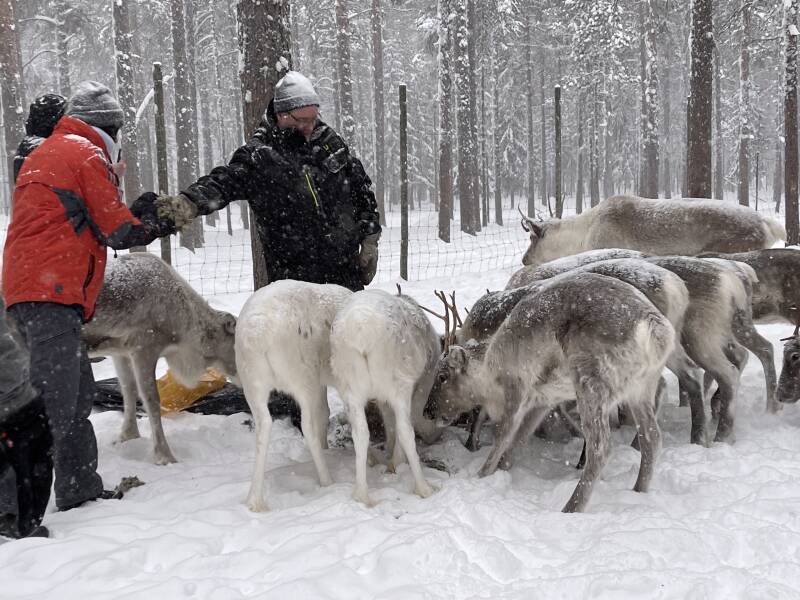 Västerbotten lan, Malå, Börje Stenlund, Sami, Natur, Lappland, Schweden, sweden, Scandinavian-Adventure Luxembourg