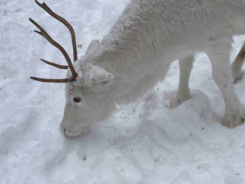 Västerbotten lan, Malå, Börje Stenlund, Sami, Natur, Lappland, Schweden, sweden, Scandinavian-Adventure Luxembourg