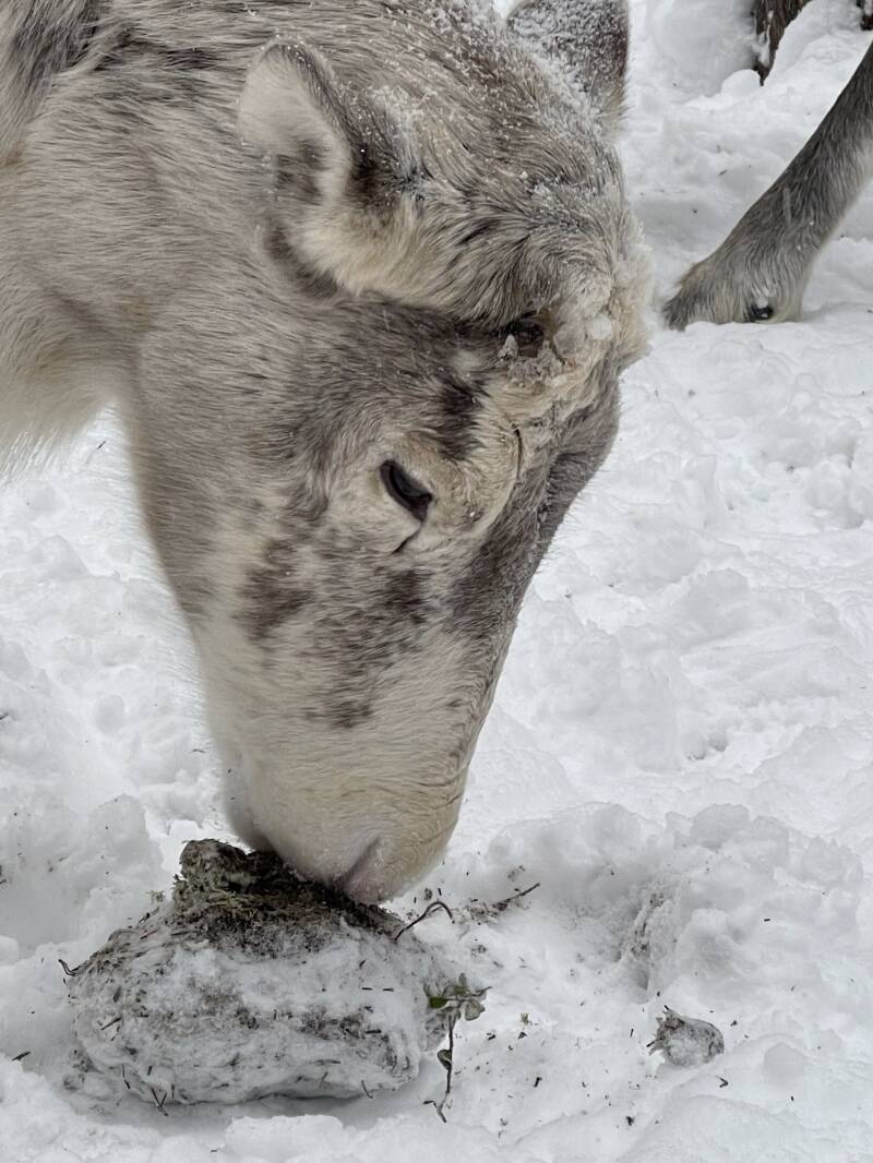 Västerbotten lan, Malå, Börje Stenlund, Sami, Natur, Lappland, Schweden, sweden, Scandinavian-Adventure Luxembourg