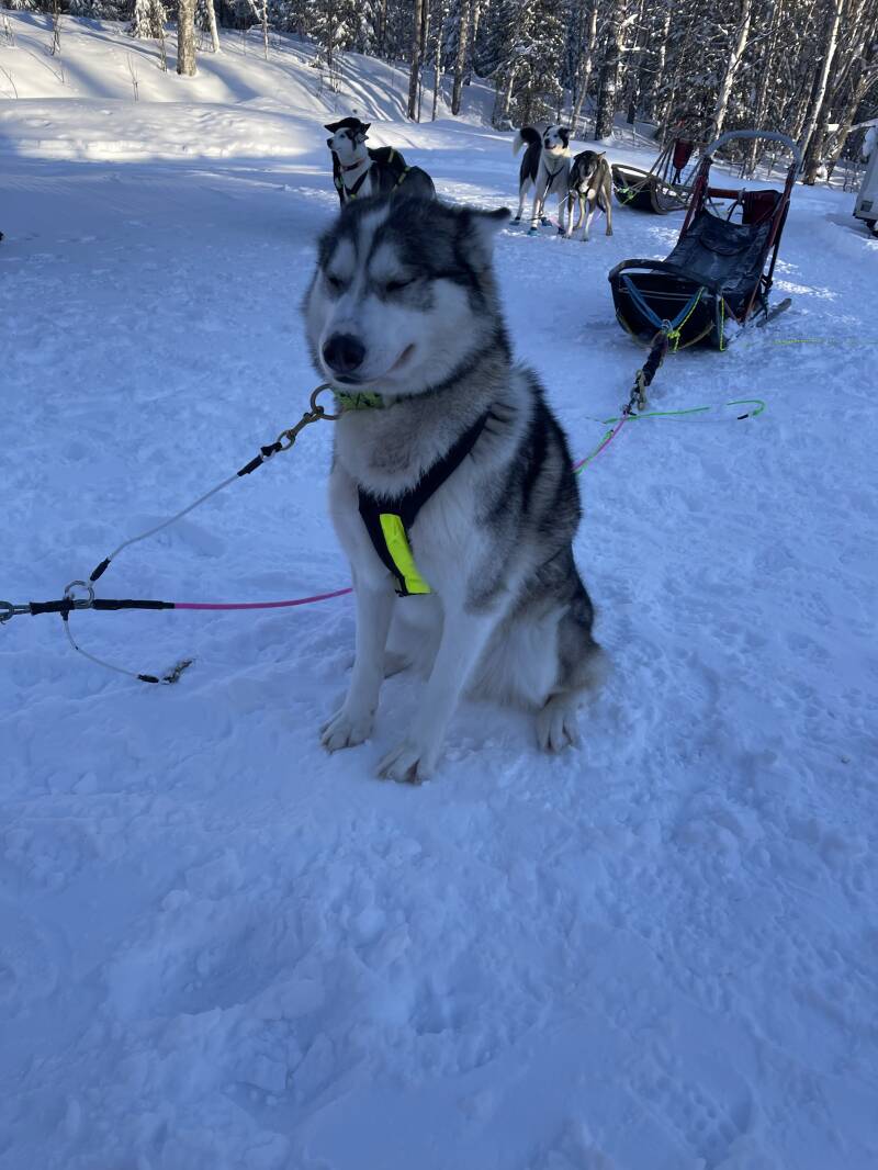 Schweden, sweden, Lappland, Snowmobil, Schneemobil, Winter, Schnee, Scandinavian-Adventure Luxembourg, Huskytouren, Husky dog, Camp Northwind, Sorsele