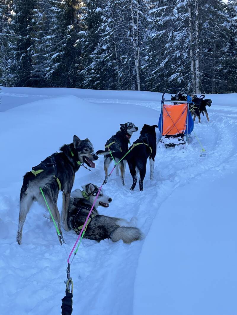 Schweden, sweden, Lappland, Snowmobil, Schneemobil, Winter, Schnee, Scandinavian-Adventure Luxembourg, Huskytouren, Husky dog, Camp Northwind, Sorsele