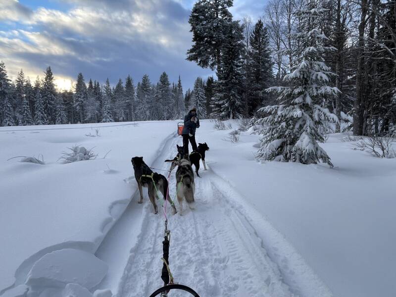Schweden, sweden, Lappland, Snowmobil, Schneemobil, Winter, Schnee, Scandinavian-Adventure Luxembourg, Huskytouren, Husky dog, Camp Northwind, Sorsele