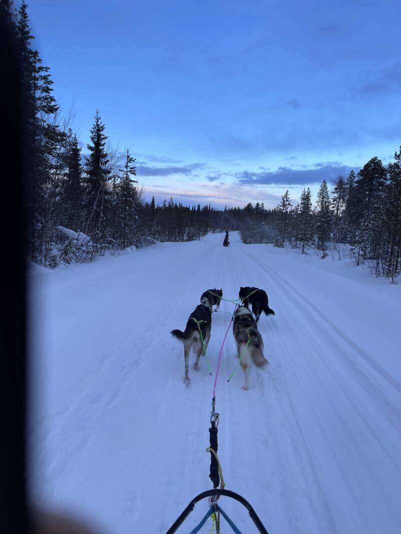 Schweden, sweden, Lappland, Snowmobil, Schneemobil, Winter, Schnee, Scandinavian-Adventure Luxembourg, Huskytouren, Husky dog, Camp Northwind, Sorsele