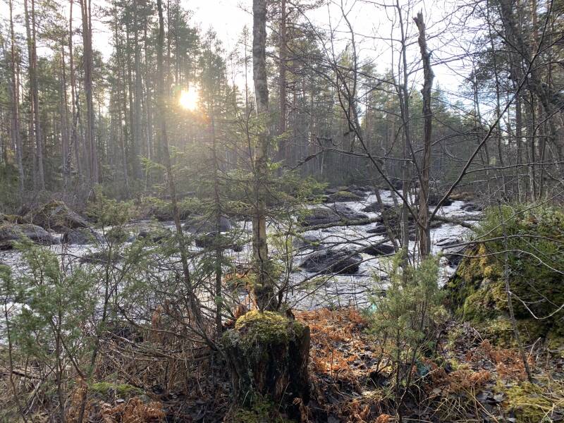 Hamra Nationalpark, Häjedalen, Gävleborgs lan, Scandinavian-Adventure Luxembourg
