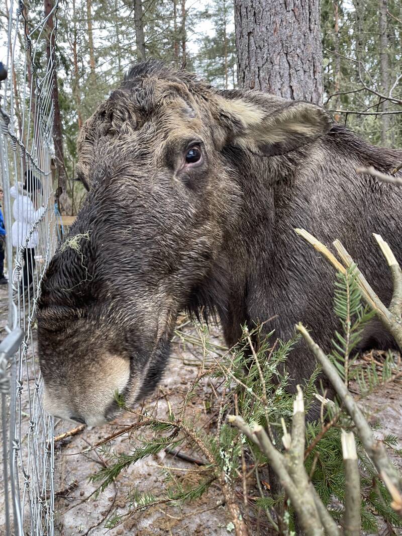 Värmland, Värmlands Moose Park , Natur, Elch, Schweden, sweden, Scandinavian-Adventure Luxembourg, Ekshärad