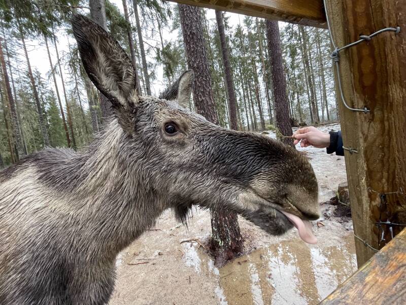 Värmland, Värmlands Moose Park , Natur, Elch, Schweden, sweden, Scandinavian-Adventure Luxembourg, Ekshärad