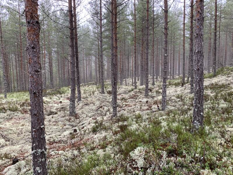 Klarälven, Brattfallet, Ekshärad, Scandinavian-Adventure Luxembourg