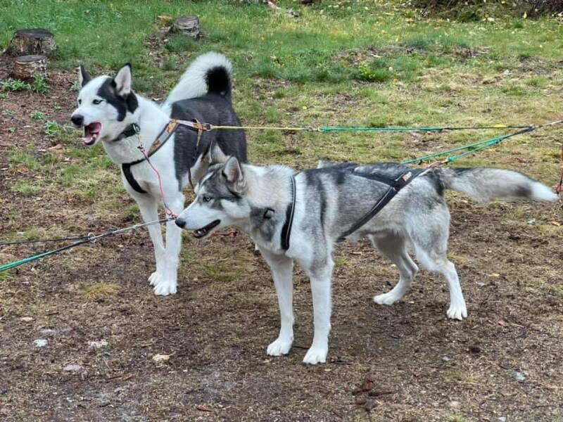 Schweden, sweden, Lappland, Snowmobil, Schneemobil, Winter, Schnee, Scandinavian-Adventure Luxembourg, Huskytouren, Husky dog, Camp Northwind, Sorsele