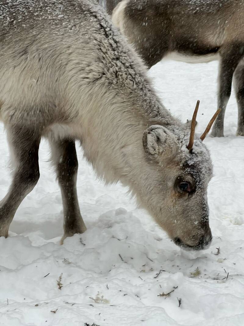 Västerbotten lan, Malå, Börje Stenlund, Sami, Natur, Lappland, Schweden, sweden, Scandinavian-Adventure Luxembourg