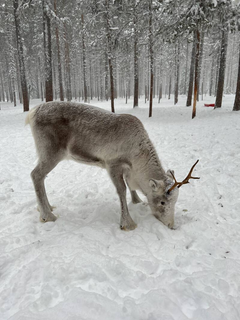 Västerbotten lan, Malå, Börje Stenlund, Sami, Natur, Lappland, Schweden, sweden, Scandinavian-Adventure Luxembourg