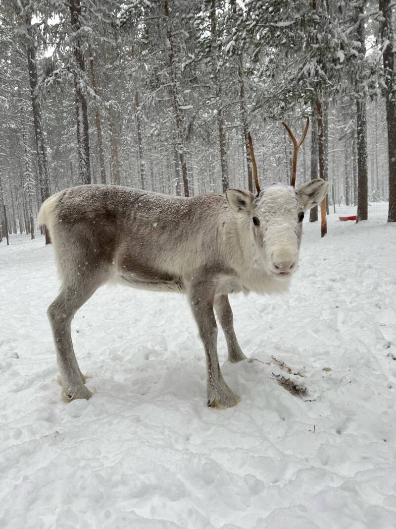 Västerbotten lan, Malå, Börje Stenlund, Sami, Natur, Lappland, Schweden, sweden, Scandinavian-Adventure Luxembourg