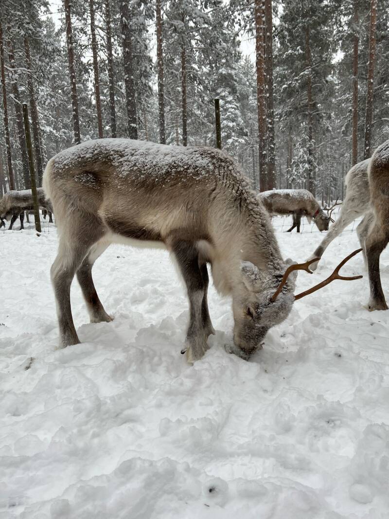 Västerbotten lan, Malå, Börje Stenlund, Sami, Natur, Lappland, Schweden, sweden, Scandinavian-Adventure Luxembourg