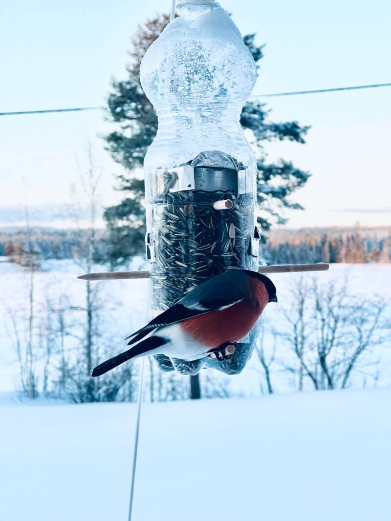 Arctic Line Lodge Blattnicksele