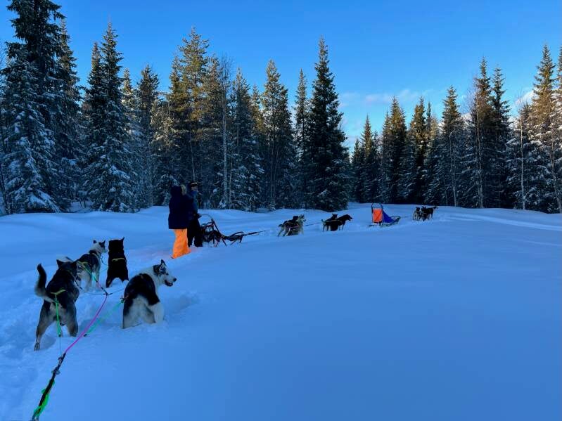 Schweden, sweden, Lappland, Snowmobil, Schneemobil, Winter, Schnee, Scandinavian-Adventure Luxembourg, Huskytouren, Husky dog, Camp Northwind, Sorsele