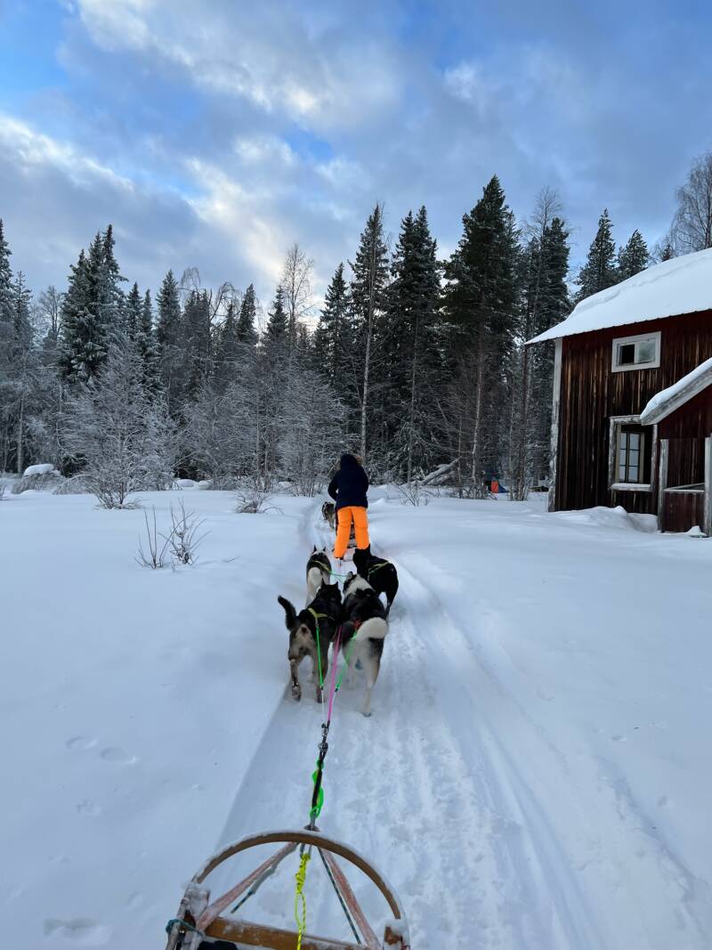 Schweden, sweden, Lappland, Snowmobil, Schneemobil, Winter, Schnee, Scandinavian-Adventure Luxembourg, Huskytouren, Husky dog, Camp Northwind, Sorsele