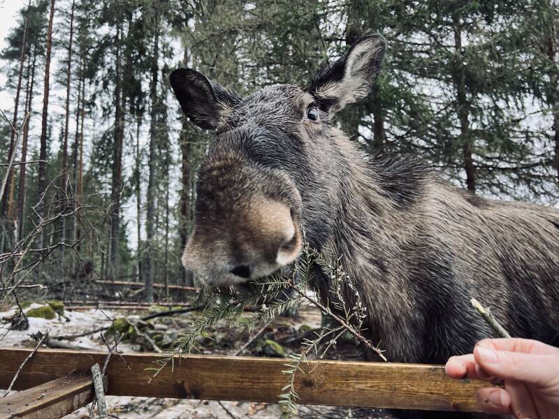 Värmland, Värmlands Moose Park , Natur, Elch, Schweden, sweden, Scandinavian-Adventure Luxembourg, Ekshärad