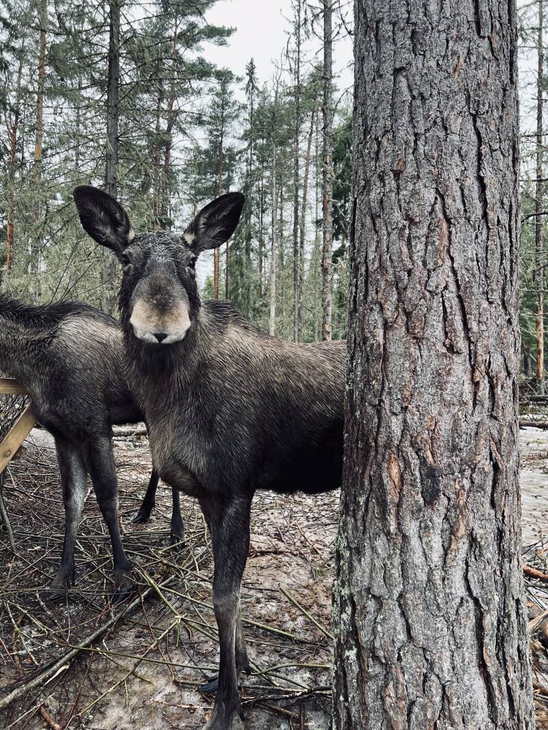 Värmland, Värmlands Moose Park , Natur, Elch, Schweden, sweden, Scandinavian-Adventure Luxembourg, Ekshärad