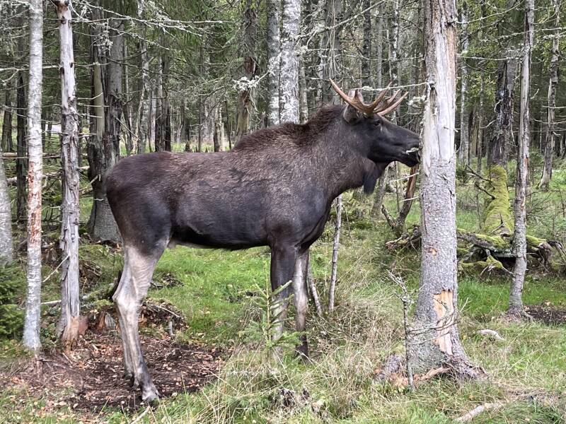 Schweden, sweden, Smalandet Moose Safari, Elchpark,Markaryd, Natur, Elche, Scandinavian-Adventure Luxembourg