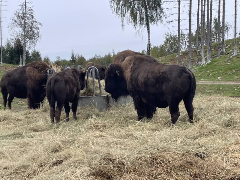 Schweden, sweden, Smalandet Moose Safari, Elchpark,Markaryd, Natur, Elche, Scandinavian-Adventure Luxembourg