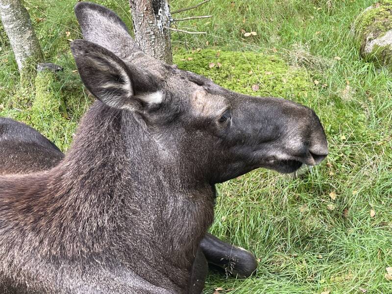 Schweden, sweden, Smalandet Moose Safari, Elchpark,Markaryd, Natur, Elche, Scandinavian-Adventure Luxembourg