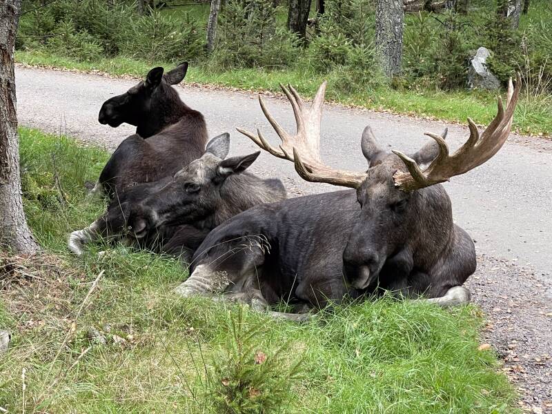 Schweden, sweden, Smalandet Moose Safari, Elchpark,Markaryd, Natur, Elche, Scandinavian-Adventure Luxembourg