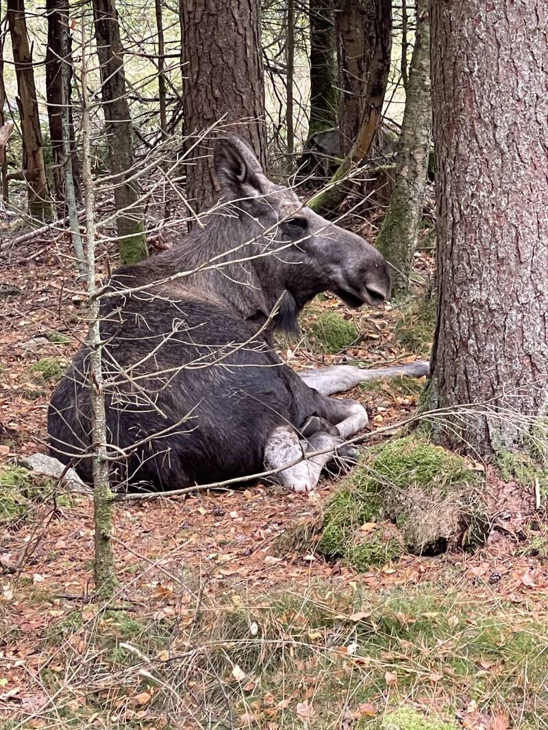 Schweden, sweden, Smalandet Moose Safari, Elchpark,Markaryd, Natur, Elche, Scandinavian-Adventure Luxembourg