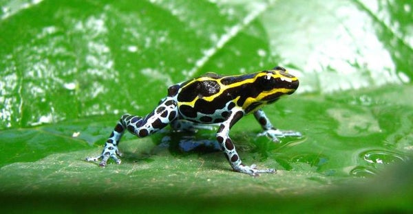 Phyllobates vittatus
