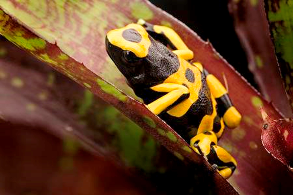 Dendrobates leucomela